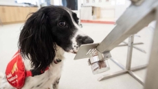 Dog sniffing a test Dog sniffing a test