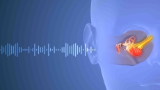 Depiction of a sound wave traveling through a human ear Depiction of a sound wave traveling through a human ear